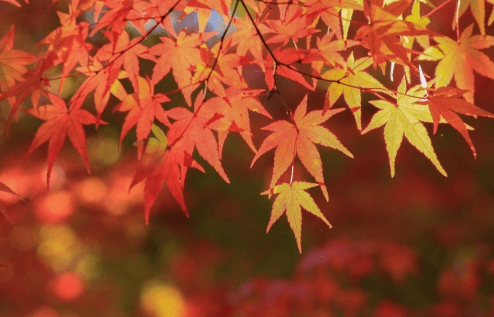 秋のコツ（多摩川競艇場の予想のコツ）